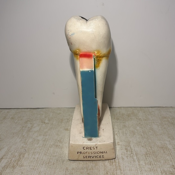 Procter & Gamble Vintage Tooth Model for Gingivitis 1960's (By Crest) - Picture 4 of 8